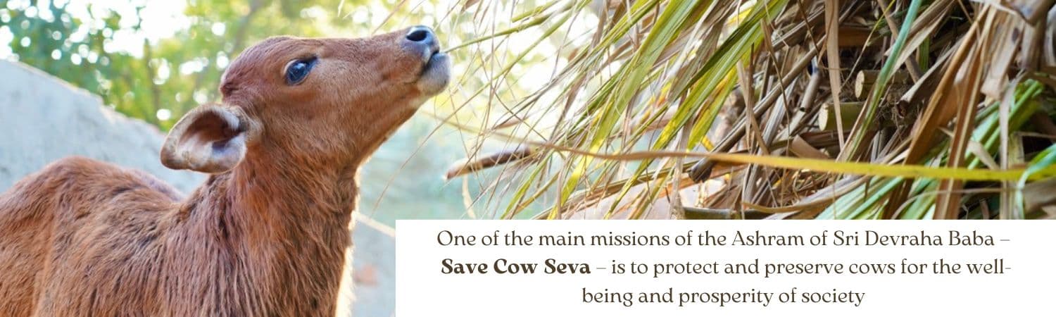 Hindu Beliefs About Cows