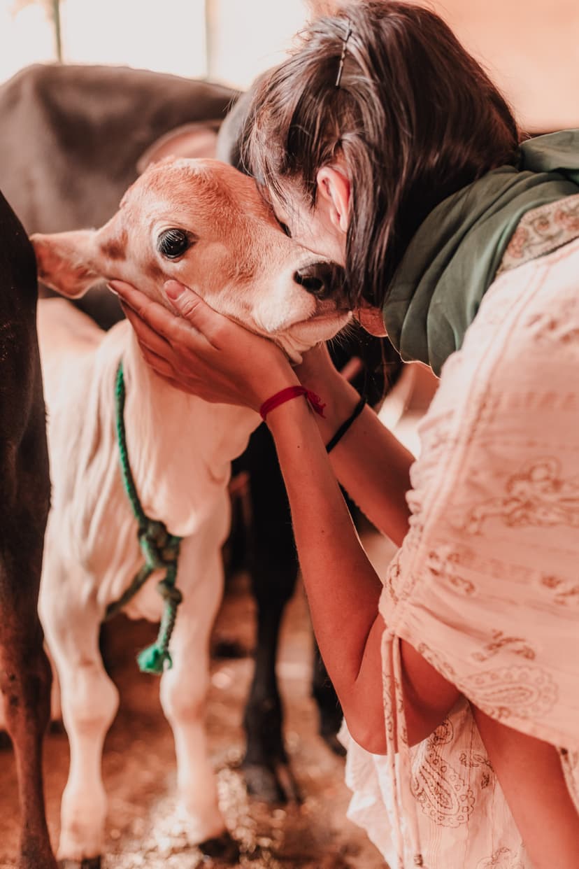 Goshala Cows