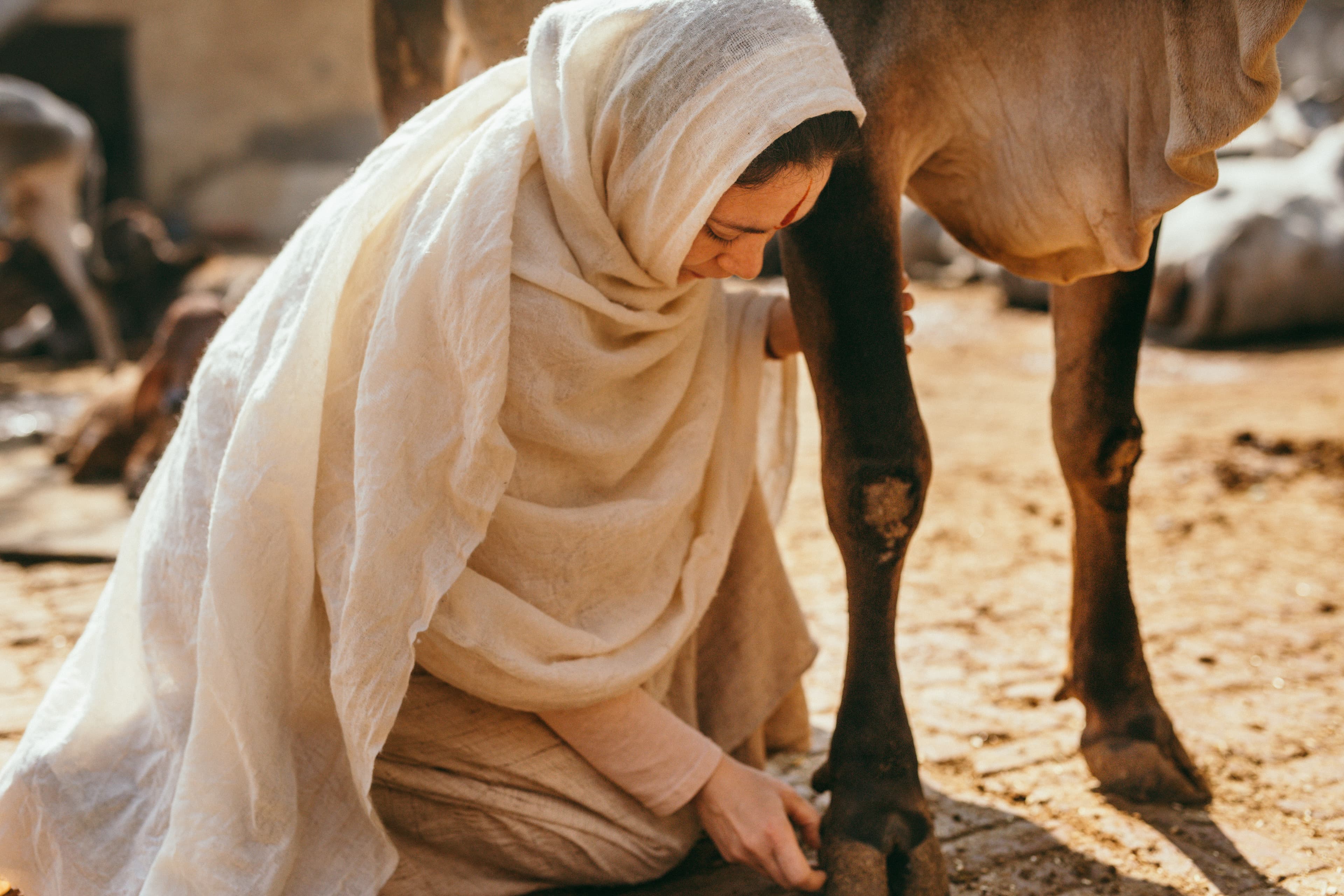Save & Protect Cows