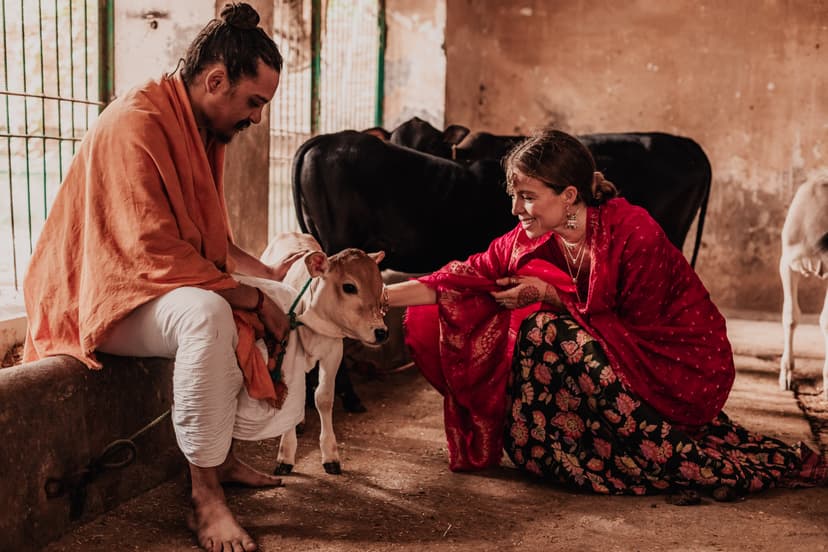 Goshala Cows