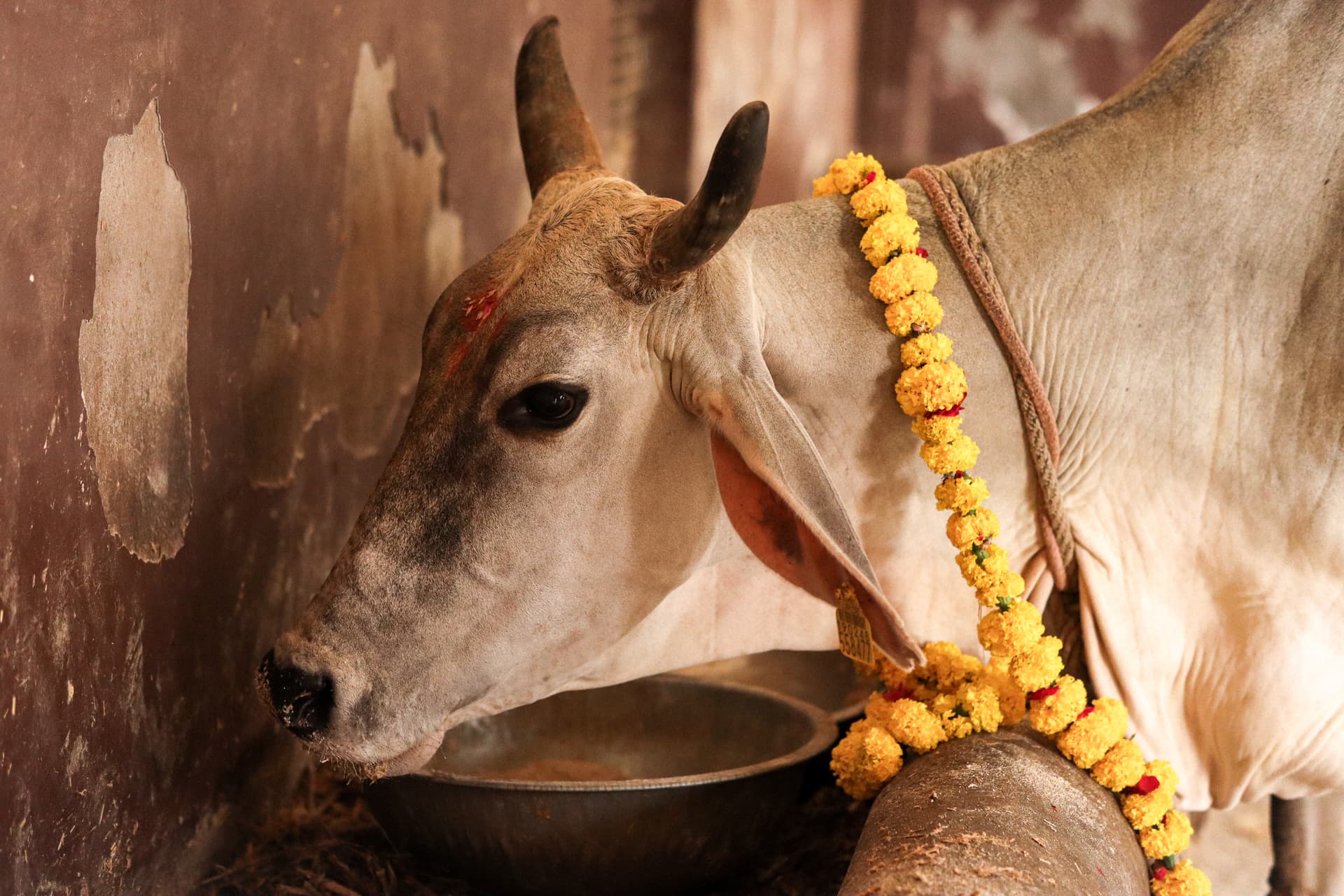 Puja requirements