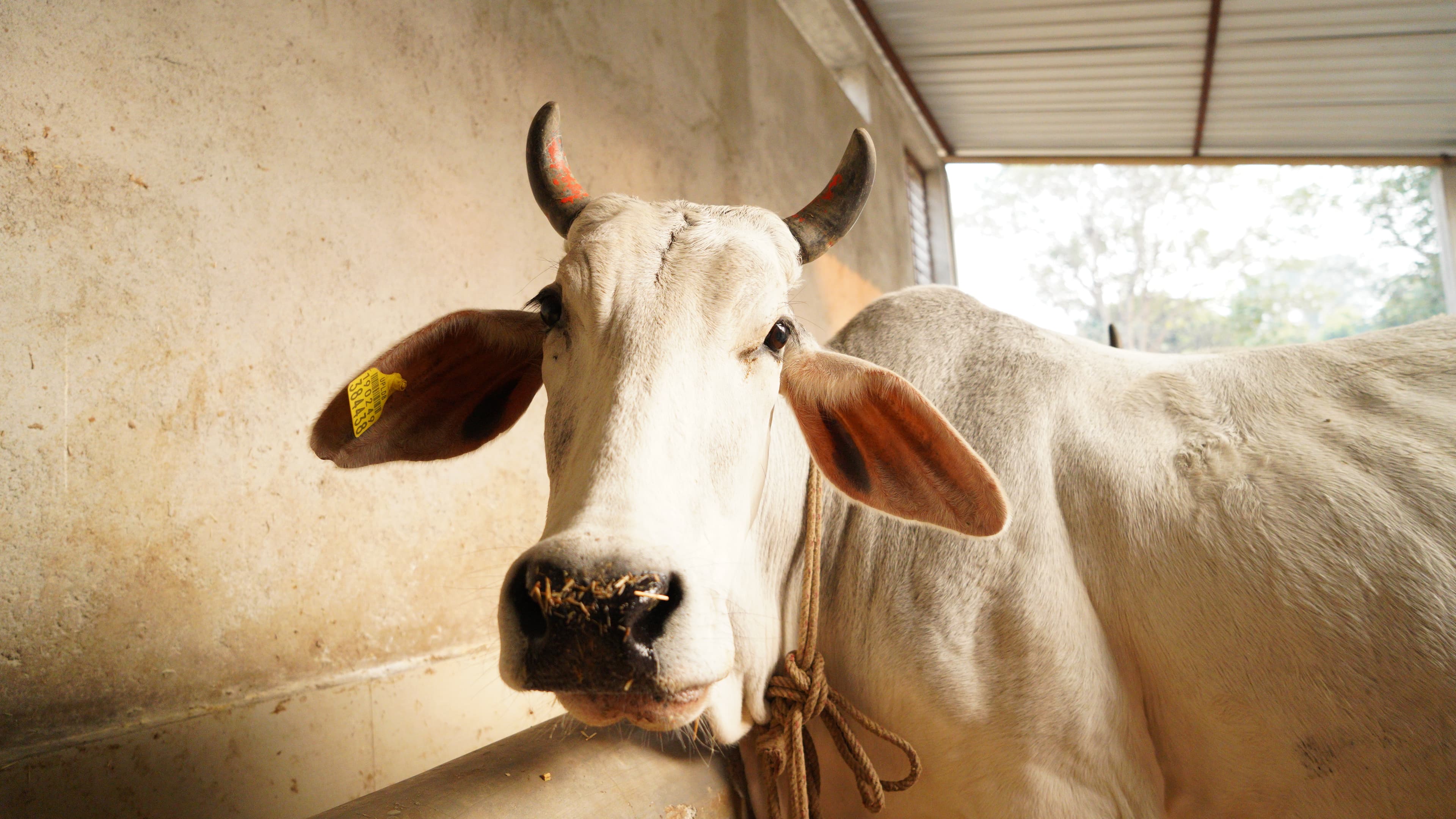 Support Cow Welfare