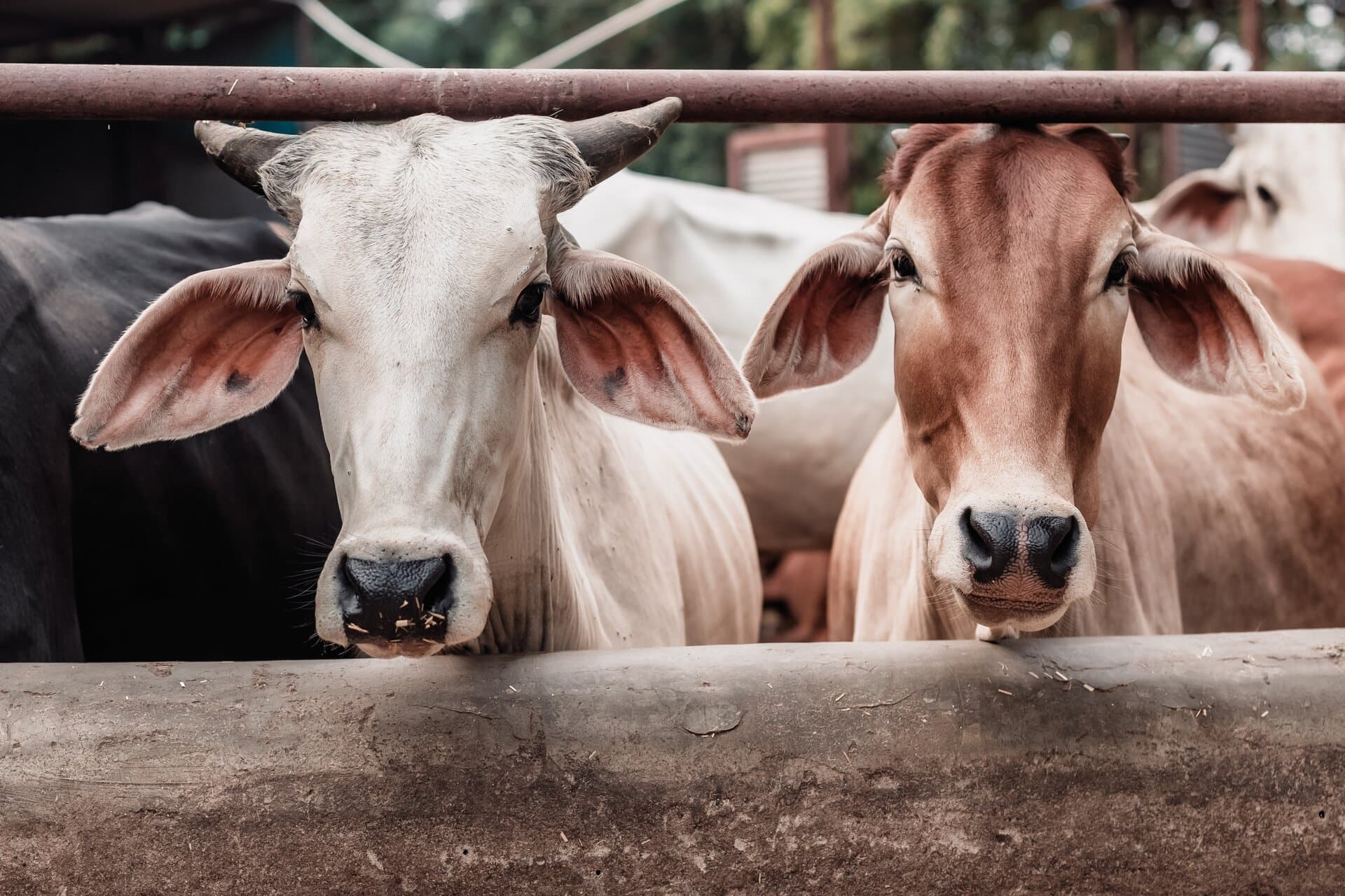Save Cows Campaign